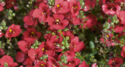 Diascia Dark Red