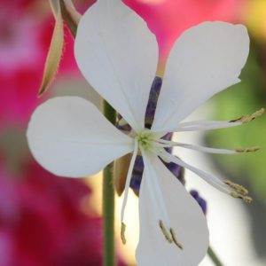 Gaura White