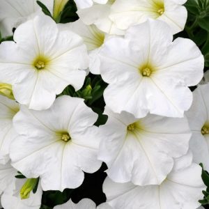 Petunia Bonnie White