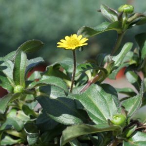 Sanvitalia Picador Yellow