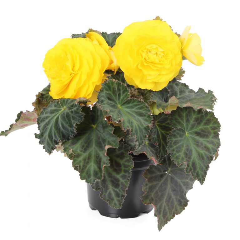 Begonia NonStop Yellow