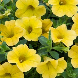 Calibrachoa Uno Yellow
