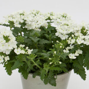 Verbena Blues White
