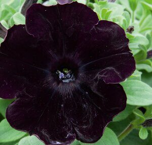 Petunia Bonnie Velvet