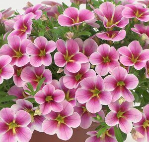 Calibrachoa Rave Pink Barbados