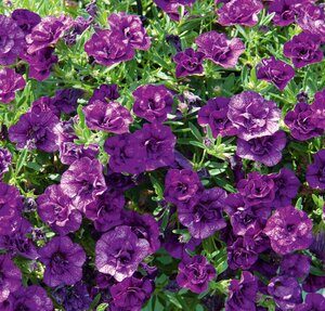 Calibrachoa Uno Double Blue