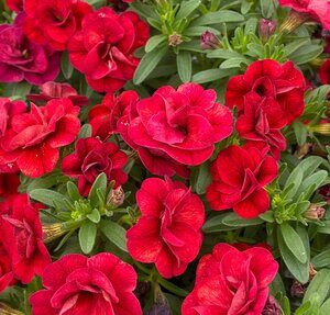 Calibrachoa Uno Double Red