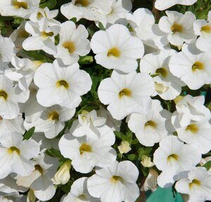 Calibrachoa Uno White