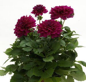 Dahlia Dalaya Maxi Purple