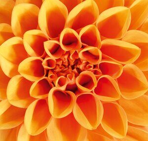 Dahlia Dalaya Midi Paros