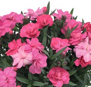 Dianthus SuperTrouper Carmen Pink