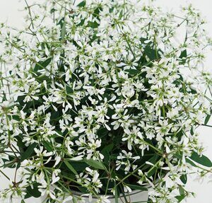 Euphorbia Loreen compact white