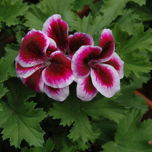 Pelargonium Graziosa Purple Picotee
