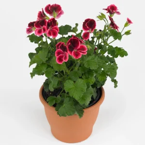 Pelargonium Graziosa Royal Salmon