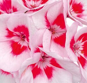 Pelargonium Talia