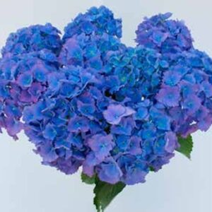 Hortensia Little Blue