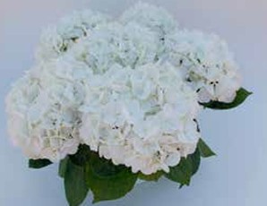 Hortensia White Butterfly