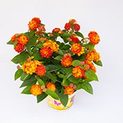 Lantana Sundowner