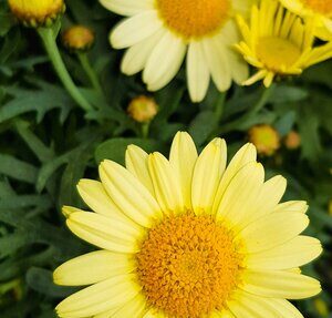 Argyranthemum LaRita Yellow