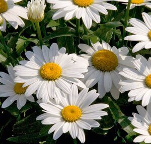 Leucanthemum Snowcap