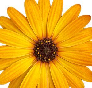 Osteospermum Flower Power Gold