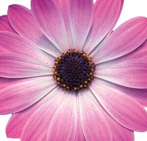 Osteospermum Flower Power Pink + eye