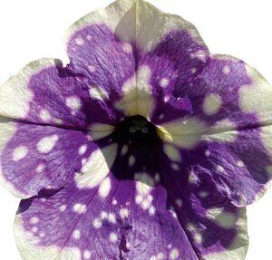 Petunia Bonnie Blueberry Sky