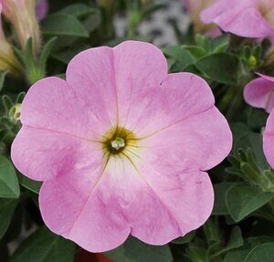 Petunia Bonnie Pink