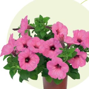 Petunia Spice Pearls Bright Pink