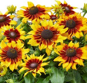 Rudbeckia Sizzling Sunset
