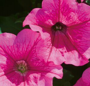 Petunia Surfinia Hot Pink