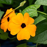 Thunbergia Lukoma Pure Orange